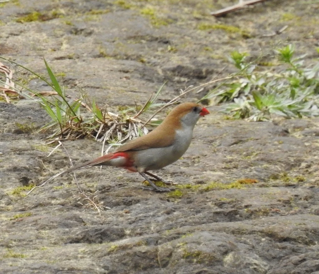 黄胸梅花雀（Estrilda paludicola）