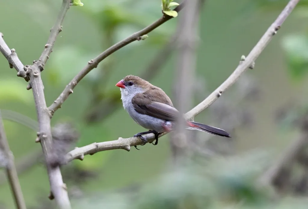 黄胸梅花雀（Estrilda paludicola）
