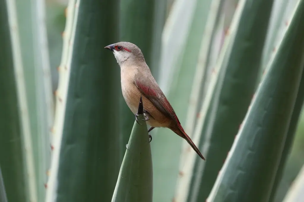 赤腰梅花雀(Estrilda rhodopyga)
