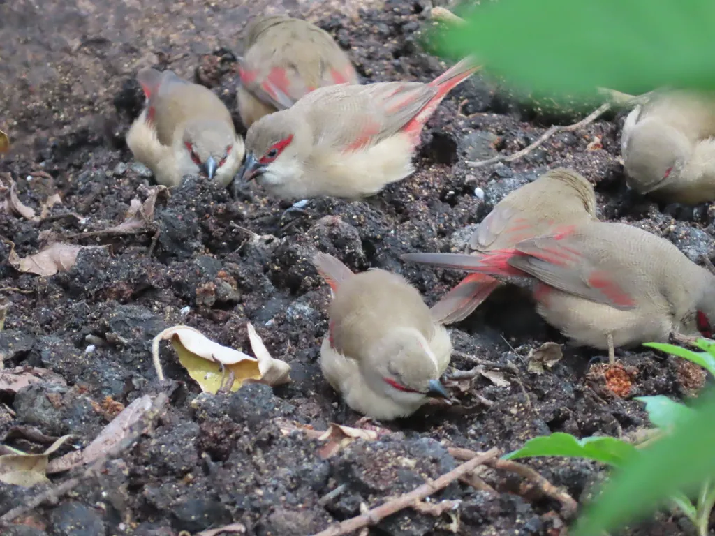 赤腰梅花雀(Estrilda rhodopyga)