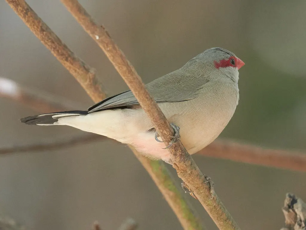黑腰梅花雀(Estrilda troglodytes)