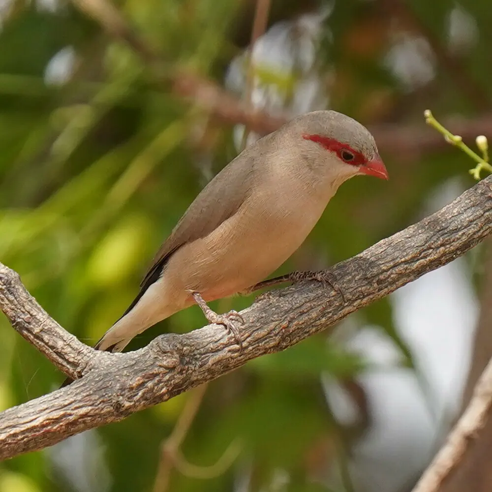 黑腰梅花雀(Estrilda troglodytes)