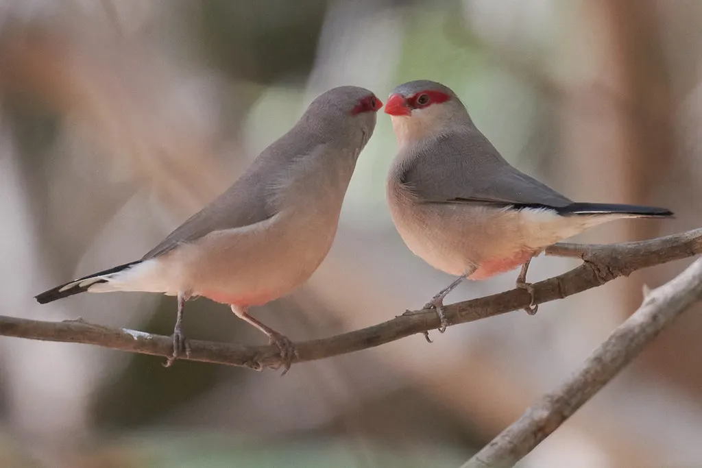 黑腰梅花雀(Estrilda troglodytes)