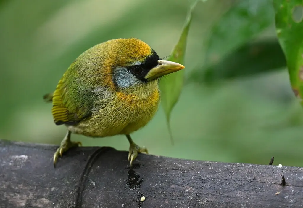 红头拟啄木鸟(Eubucco bourcierii)