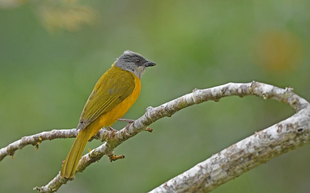 灰头唐纳雀(Eucometis penicillata)