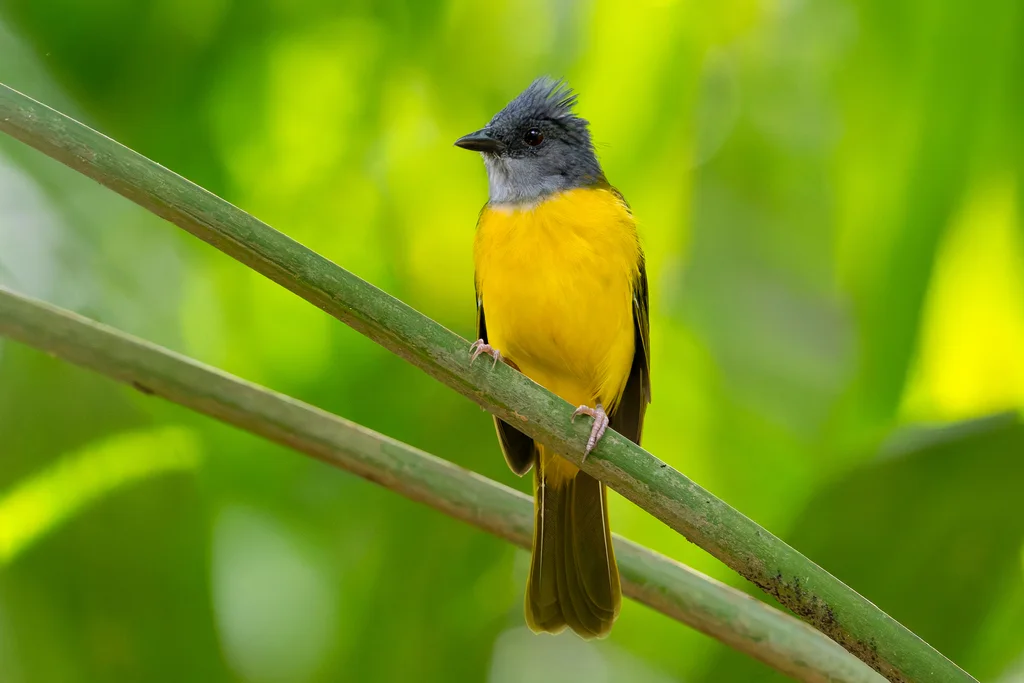 灰头唐纳雀(Eucometis penicillata)