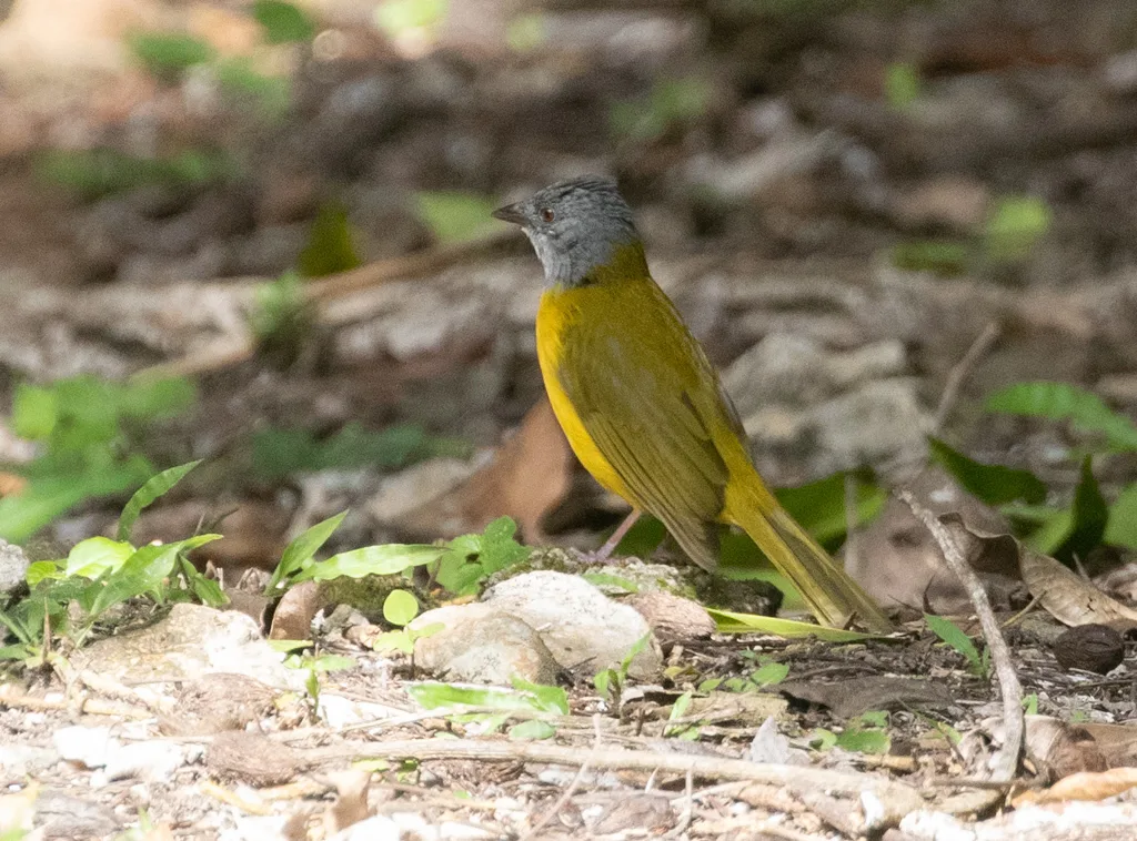 灰头唐纳雀(Eucometis penicillata)