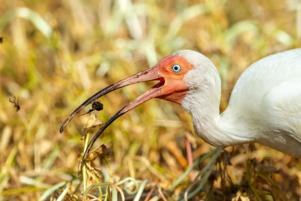 美洲白鹮(Eudocimus albus)