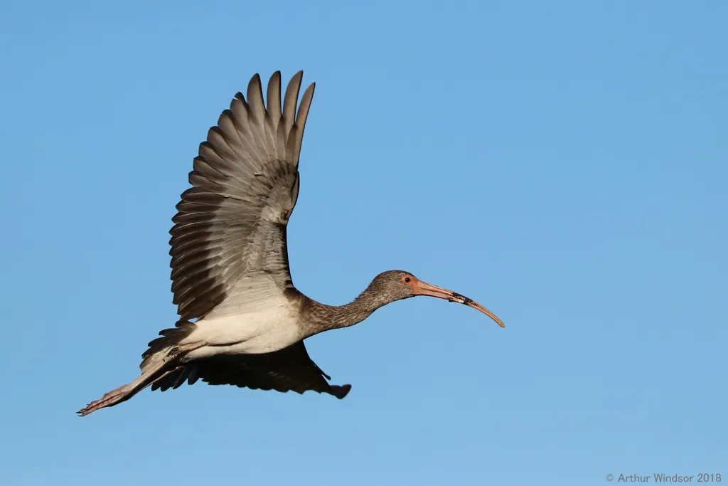 美洲白鹮(Eudocimus albus)
