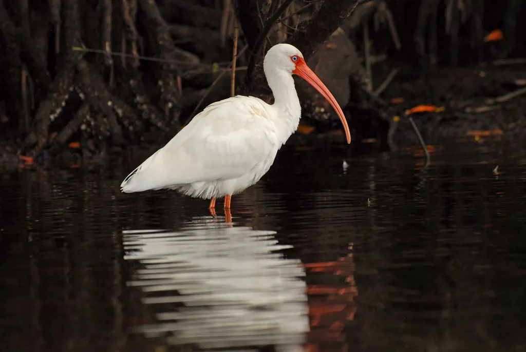 美洲白鹮(Eudocimus albus)
