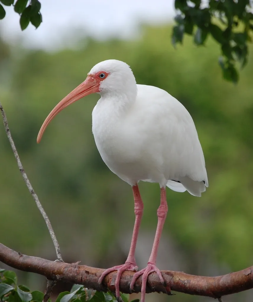美洲白鹮(Eudocimus albus)