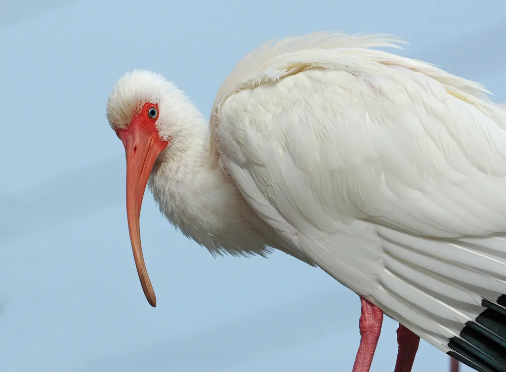 美洲白鹮(Eudocimus albus)