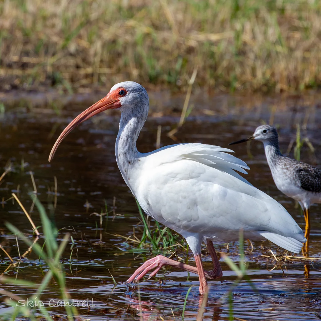 美洲白鹮(Eudocimus albus)