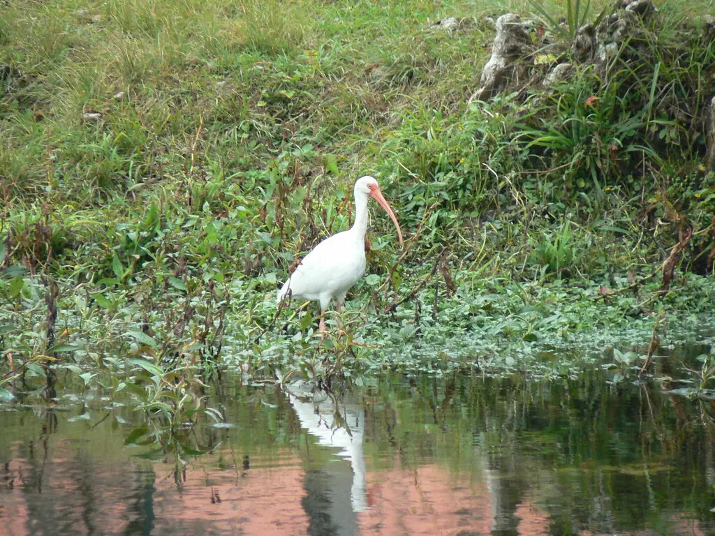 美洲白鹮(Eudocimus albus)