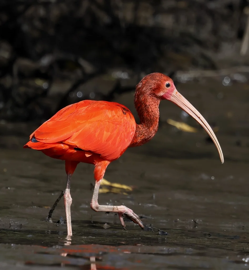 美洲红鹮(Eudocimus ruber)