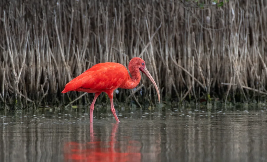 美洲红鹮(Eudocimus ruber)