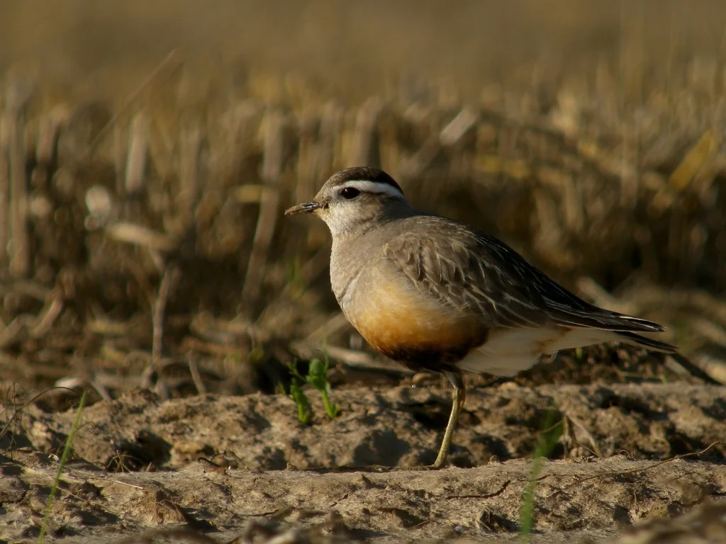 小嘴鸻(Eudromias morinellus)