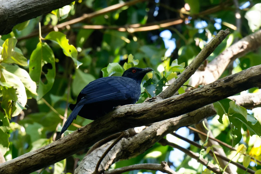 黑嘴噪鹃(Eudynamys melanorhynchus)