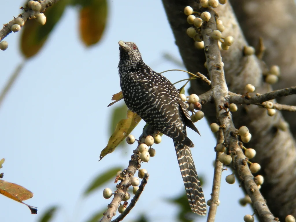 噪鹃（Eudynamys scolopaceus）