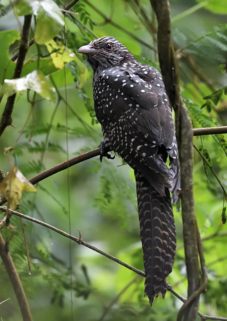 噪鹃（Eudynamys scolopaceus）