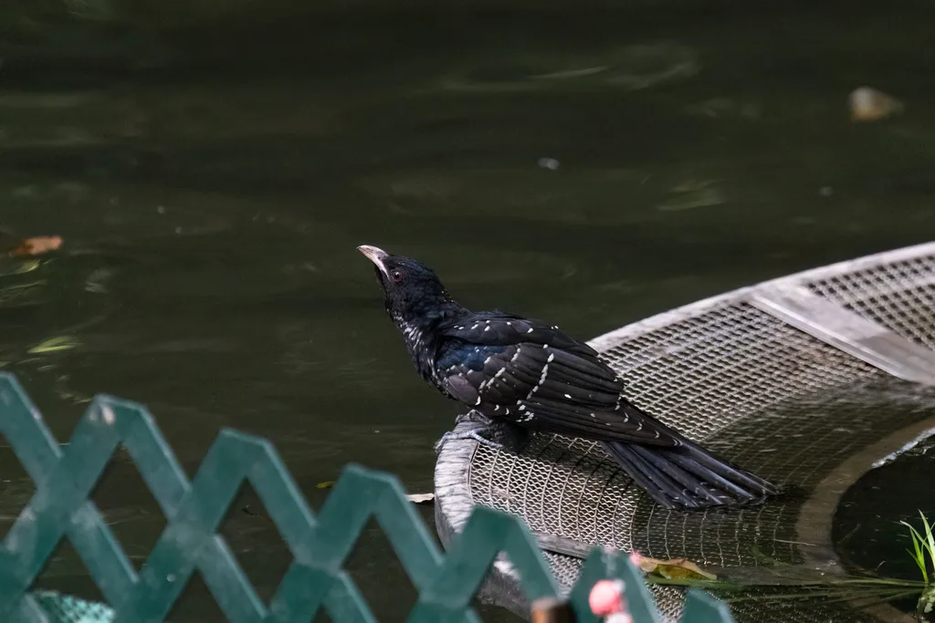 噪鹃（Eudynamys scolopaceus）