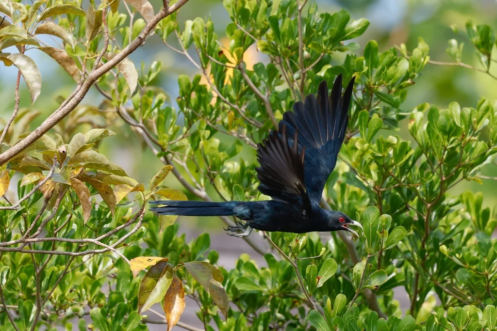 噪鹃（Eudynamys scolopaceus）