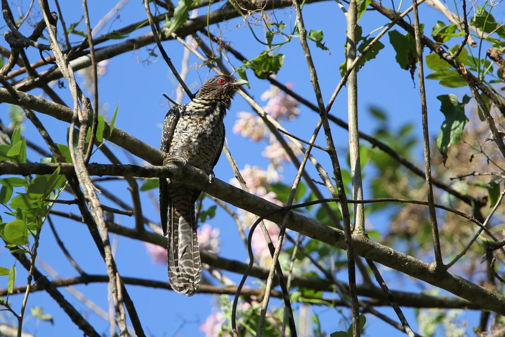 噪鹃（Eudynamys scolopaceus）