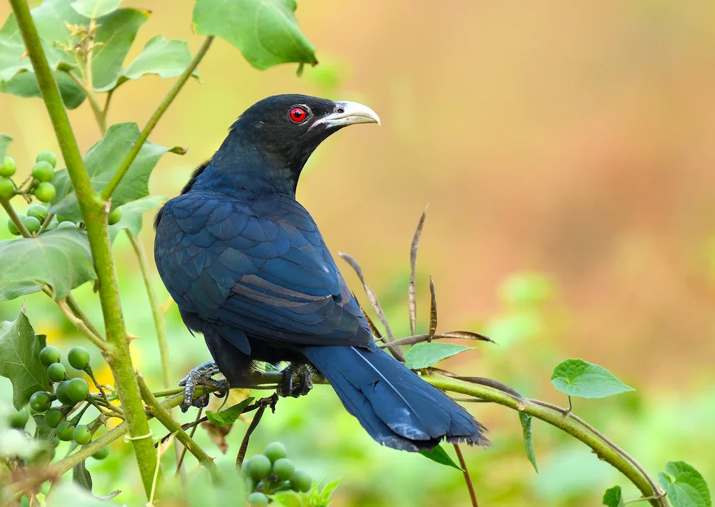 噪鹃（Eudynamys scolopaceus）