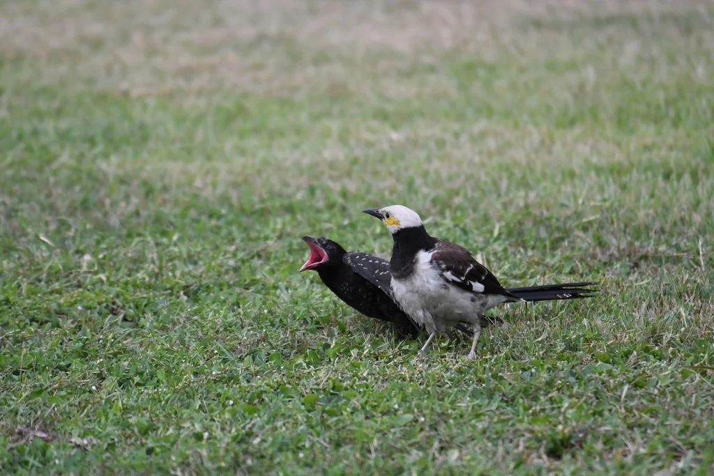 噪鹃(Eudynamys scolopaceus)