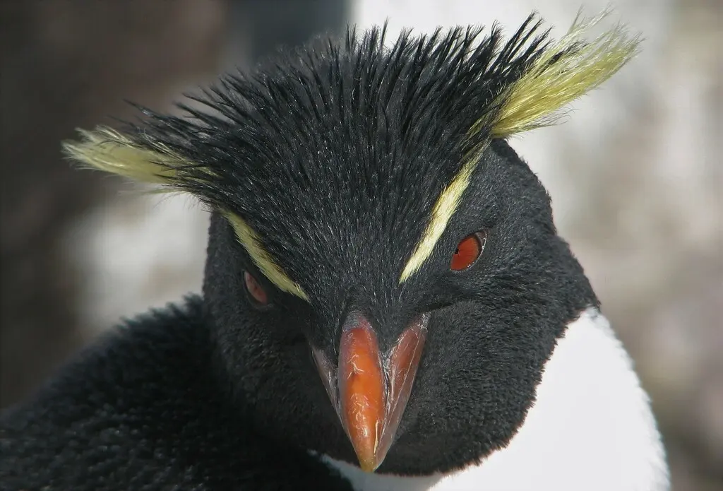 凤头黄眉企鹅(Eudyptes chrysocome)