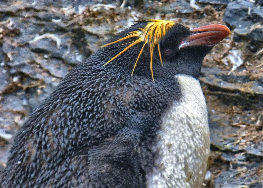 长眉企鹅(Eudyptes chrysolophus)