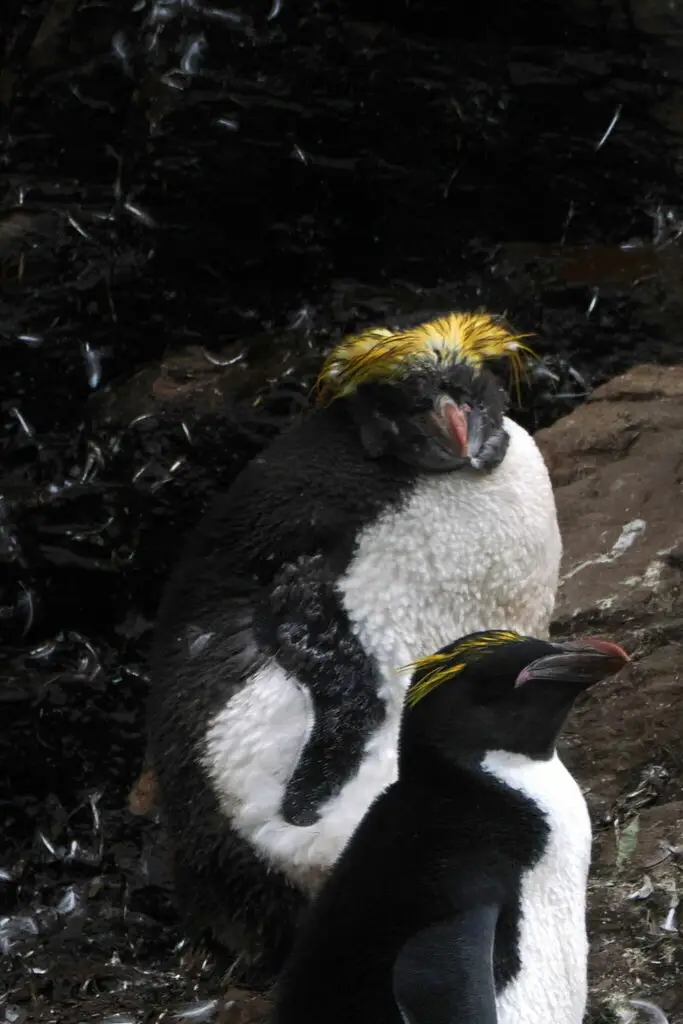 长眉企鹅(Eudyptes chrysolophus)