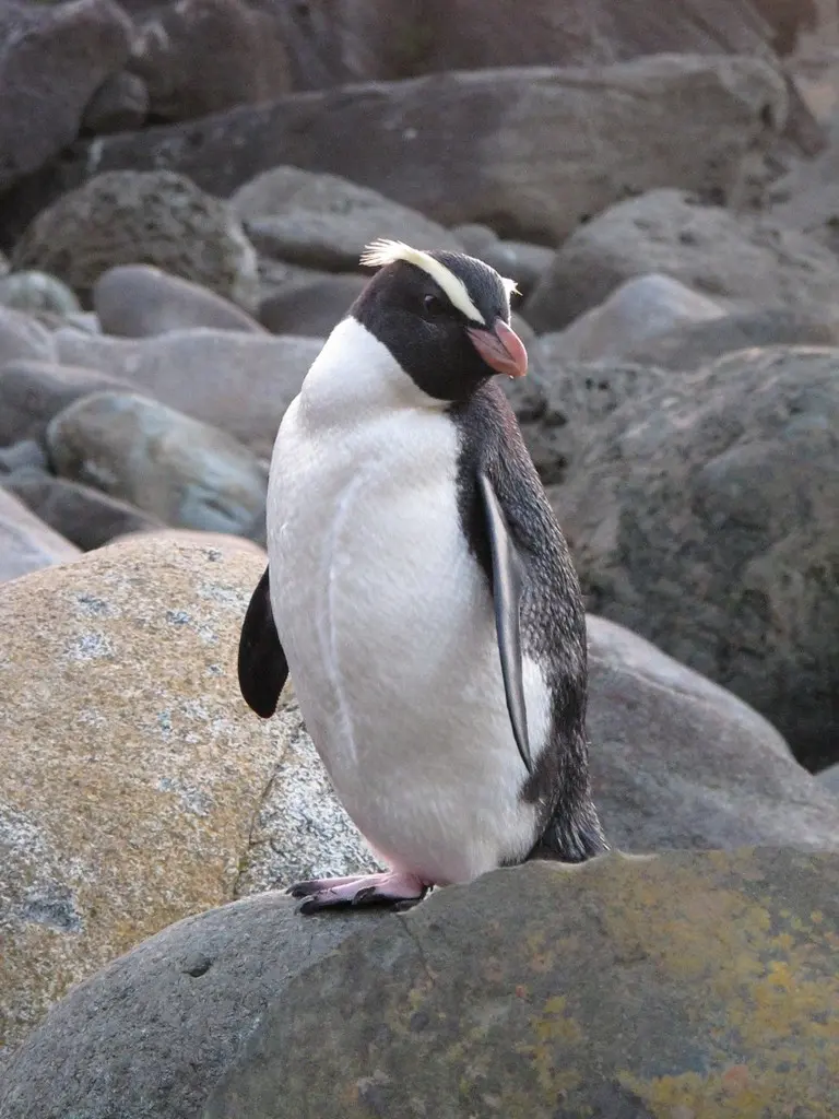 黄眉企鹅（Eudyptes pachyrhynchus）