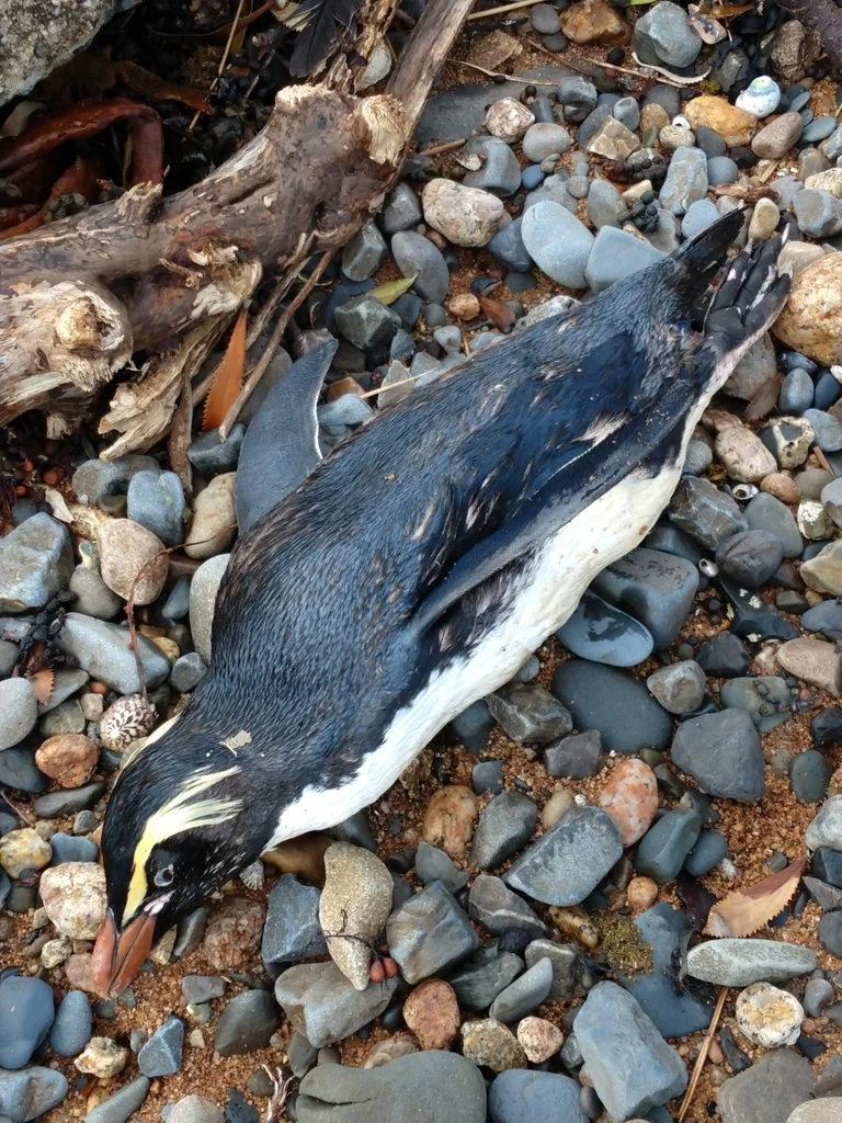 黄眉企鹅（Eudyptes pachyrhynchus）