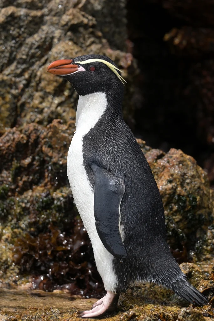 斯岛黄眉企鹅(Eudyptes robustus)