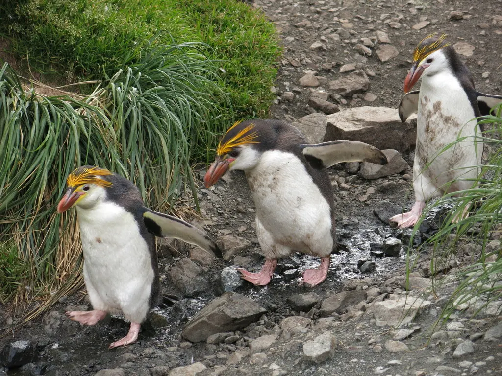 白颊黄眉企鹅(Eudyptes schlegeli)