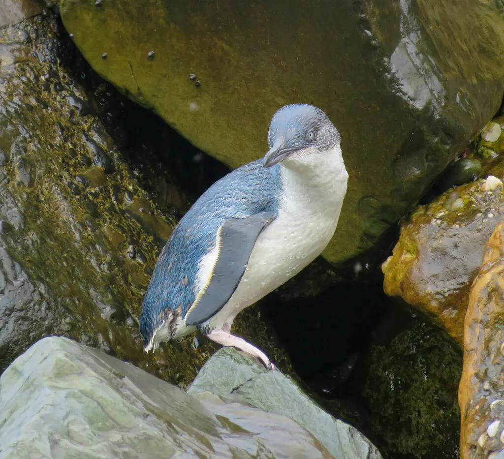 小企鹅（Eudyptula minor）