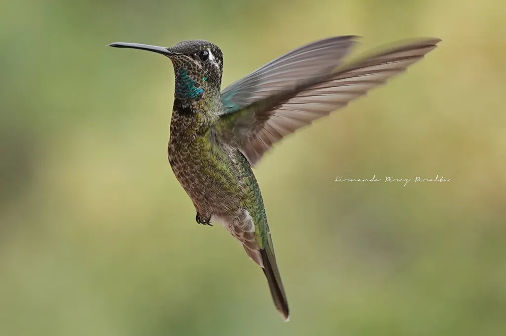 大蜂鸟(Eugenes fulgens)