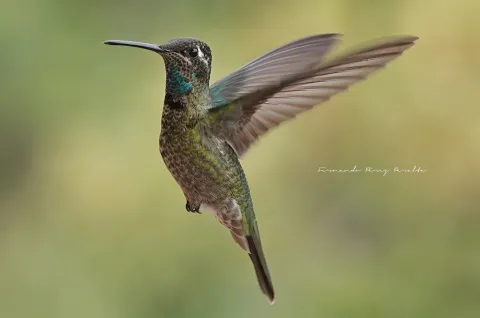 大蜂鸟