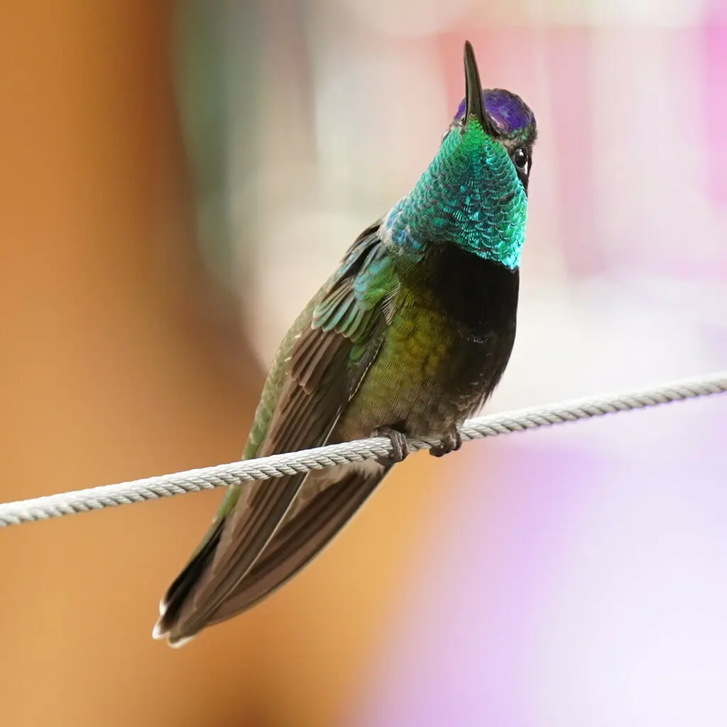大蜂鸟(Eugenes fulgens)