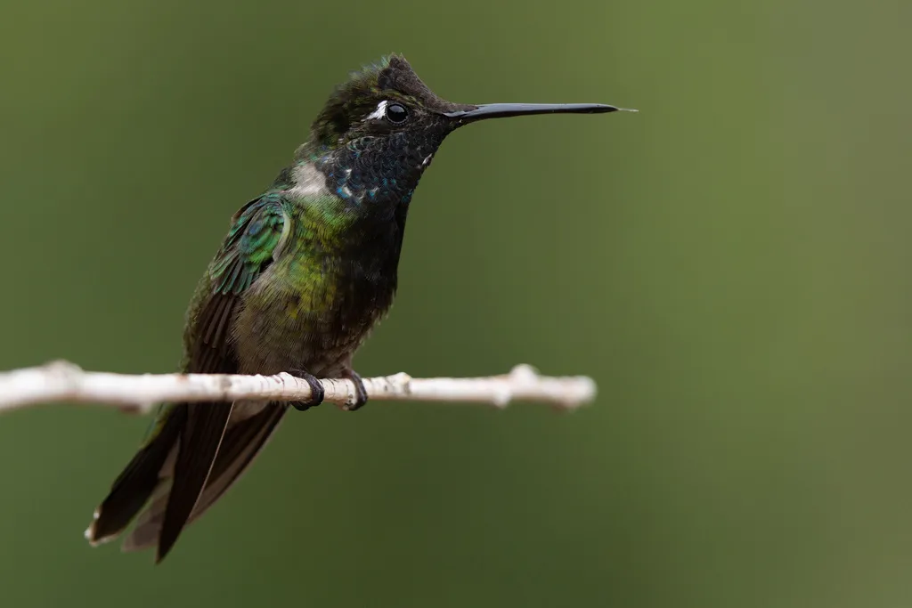 大蜂鸟(Eugenes fulgens)