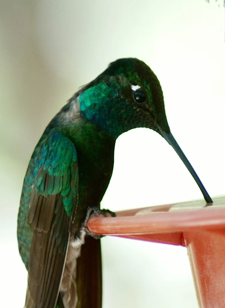 大蜂鸟(Eugenes fulgens)