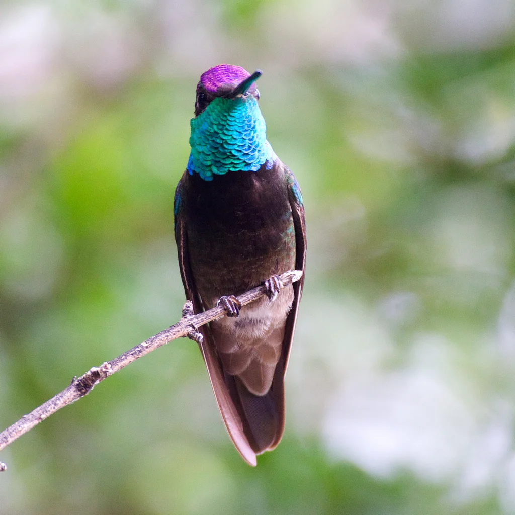 大蜂鸟(Eugenes fulgens)
