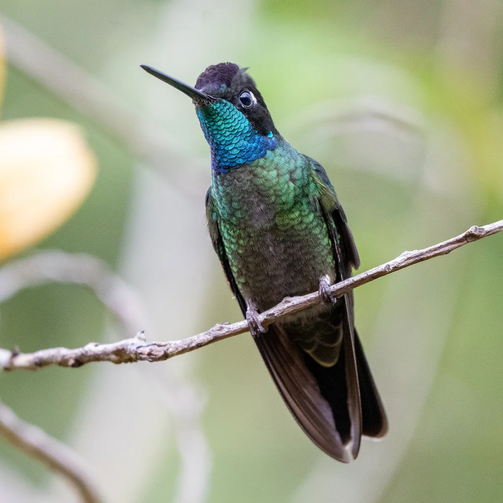 高地大蜂鸟(Eugenes spectabilis)
