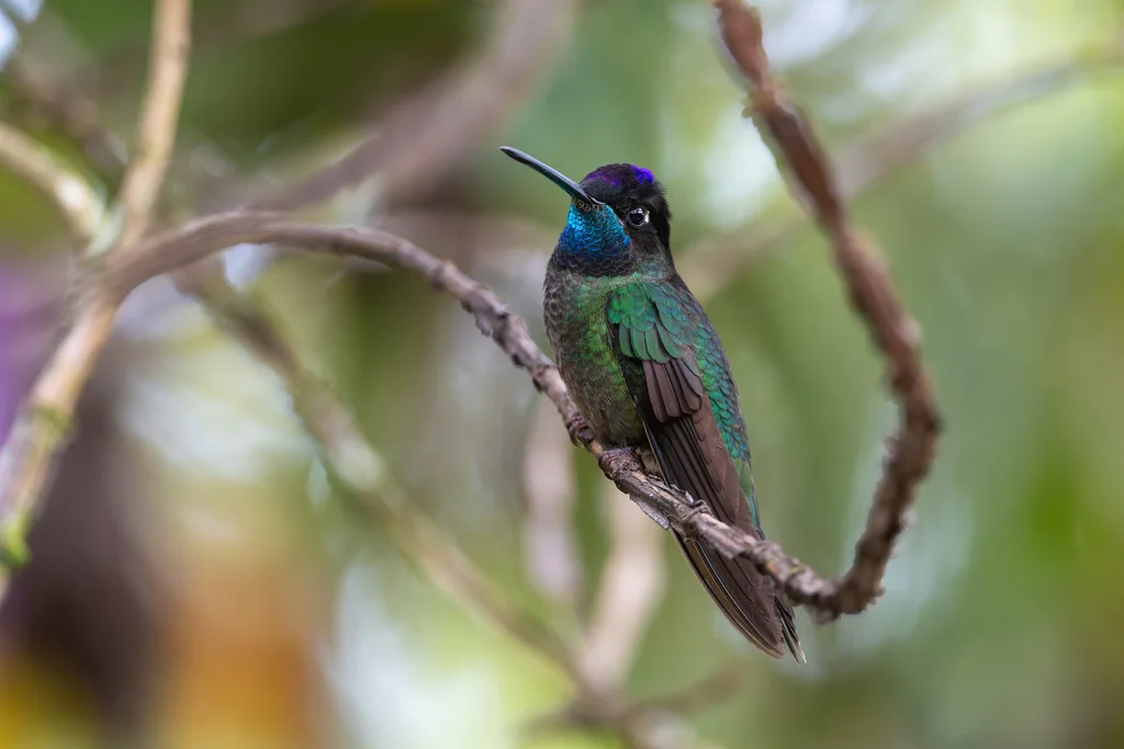高地大蜂鸟(Eugenes spectabilis)