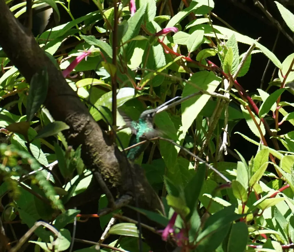 高地大蜂鸟(Eugenes spectabilis)