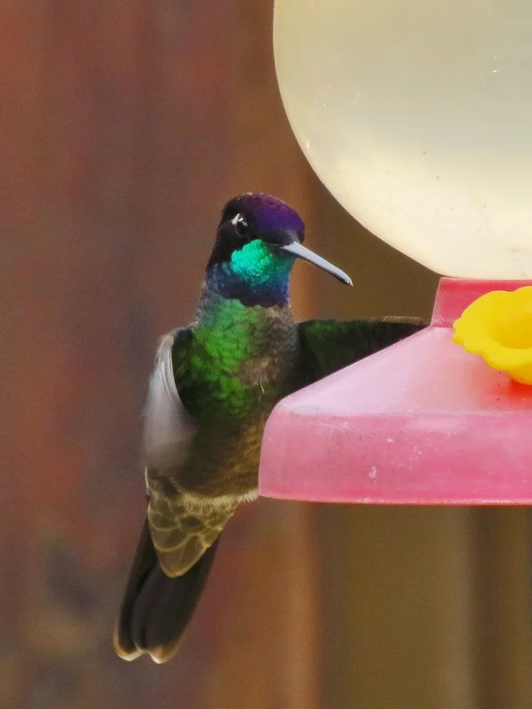 高地大蜂鸟(Eugenes spectabilis)