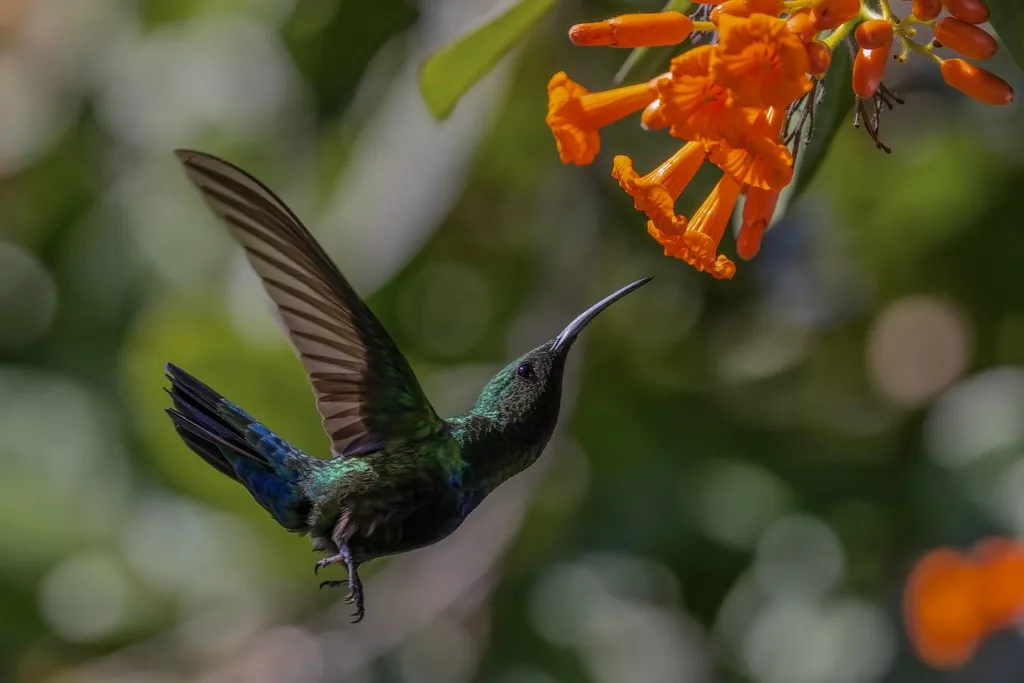 绿喉蜂鸟(Eulampis holosericeus)
