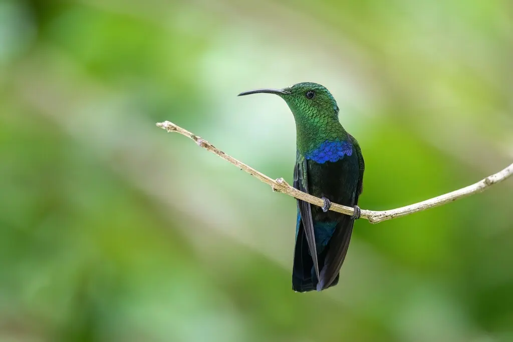 绿喉蜂鸟(Eulampis holosericeus)
