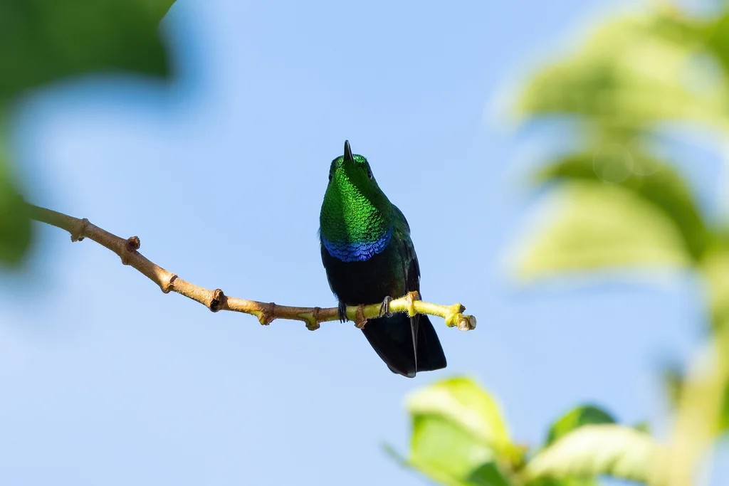 绿喉蜂鸟(Eulampis holosericeus)